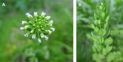 Research progress on the development of pennycress (Thlaspi arvense L.) as a new seed oil crop: a review